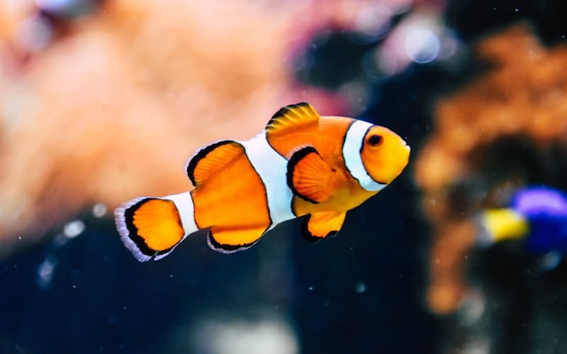 Port Louis Aquarium — Activity in Mauritius