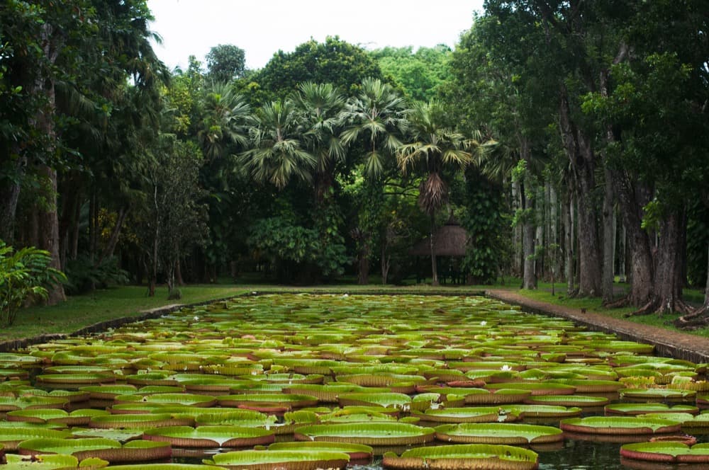 Sir Seewoosagur Ramgoolam Botanical Garden — activities in Mauritius