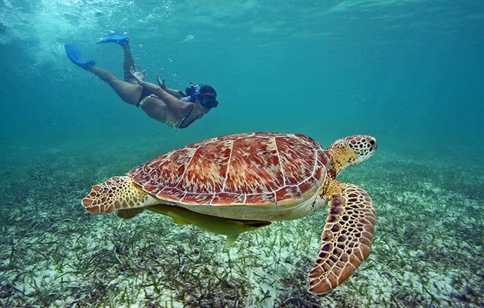 Sea Turtle Snorkel — Activity in Mauritius