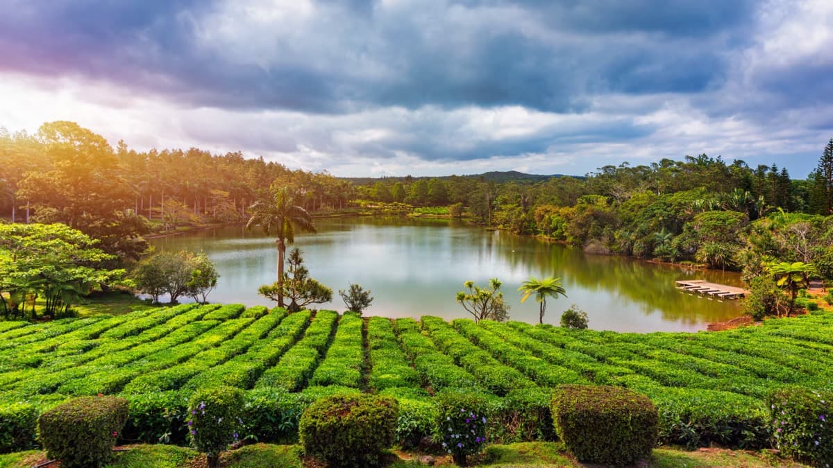 Bois Cheri Tea Estate Tour