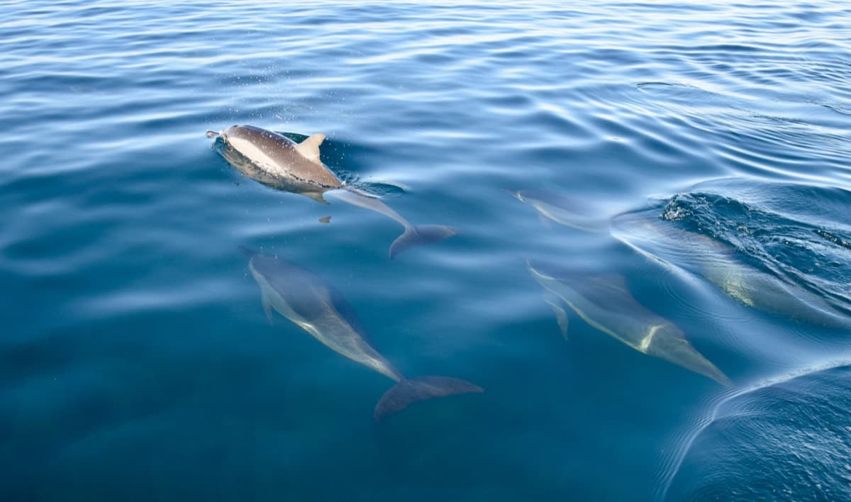 Captain Nemo Dolphin Tours