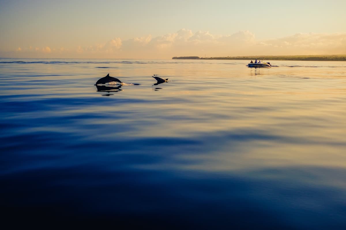 Tamarin Dolphin Adventures