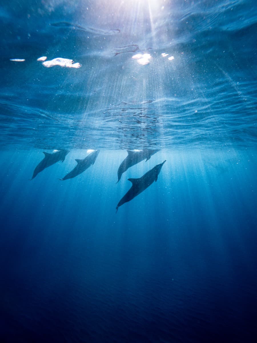 Authentic Dolphin Experience Mauritius