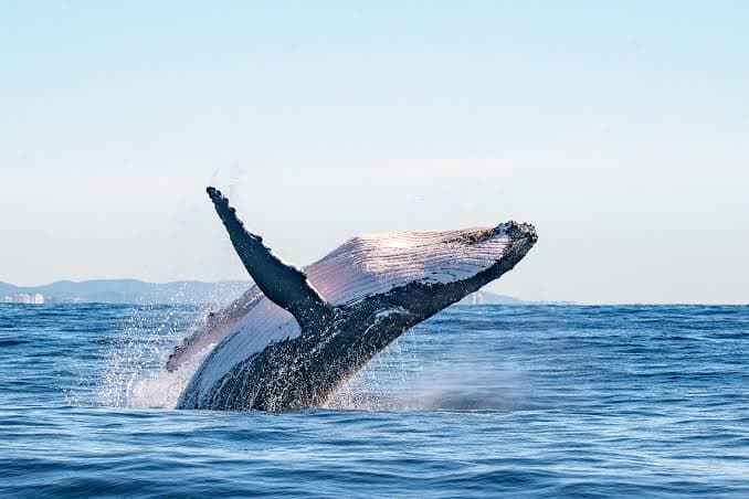 best excursions in mauritius