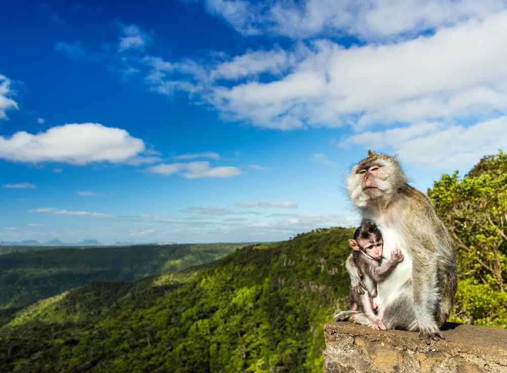 National Animal Of Mauritius