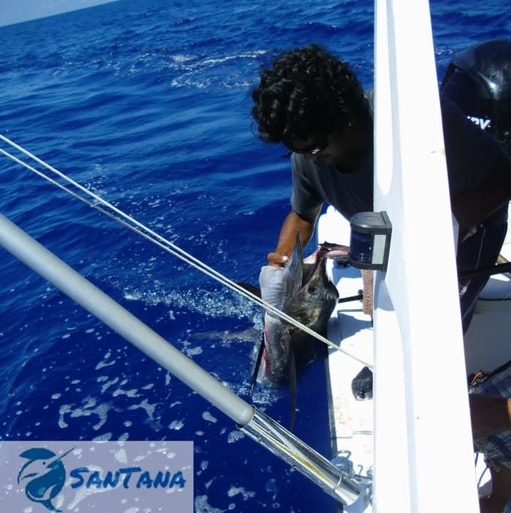 Santana Dolphins & Whales- Charter Mauritius