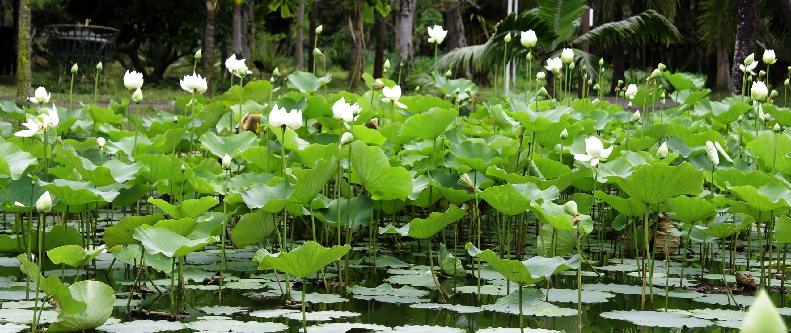 Pamplemousses Botanical Garden