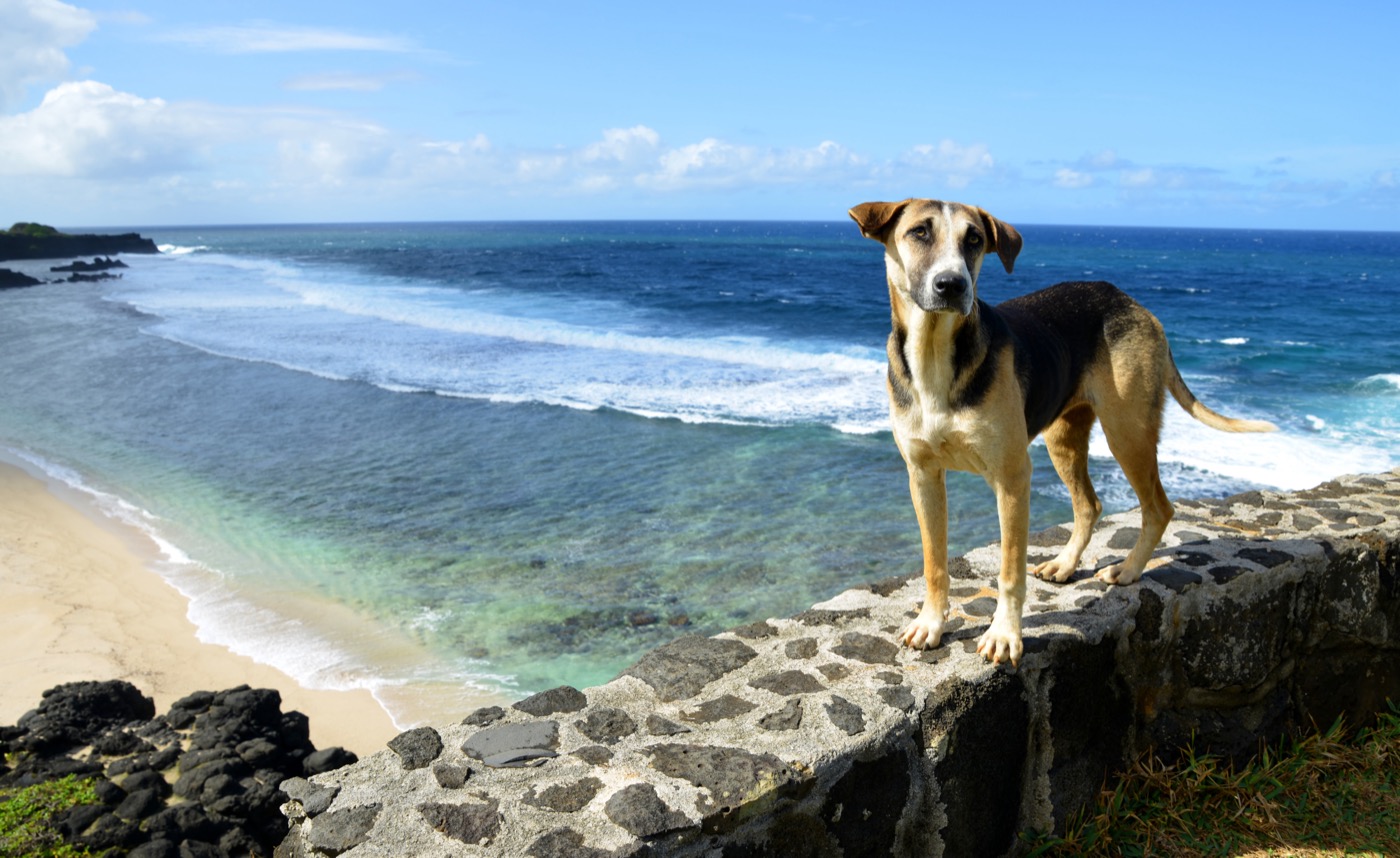 Stray dogs in Mauritius