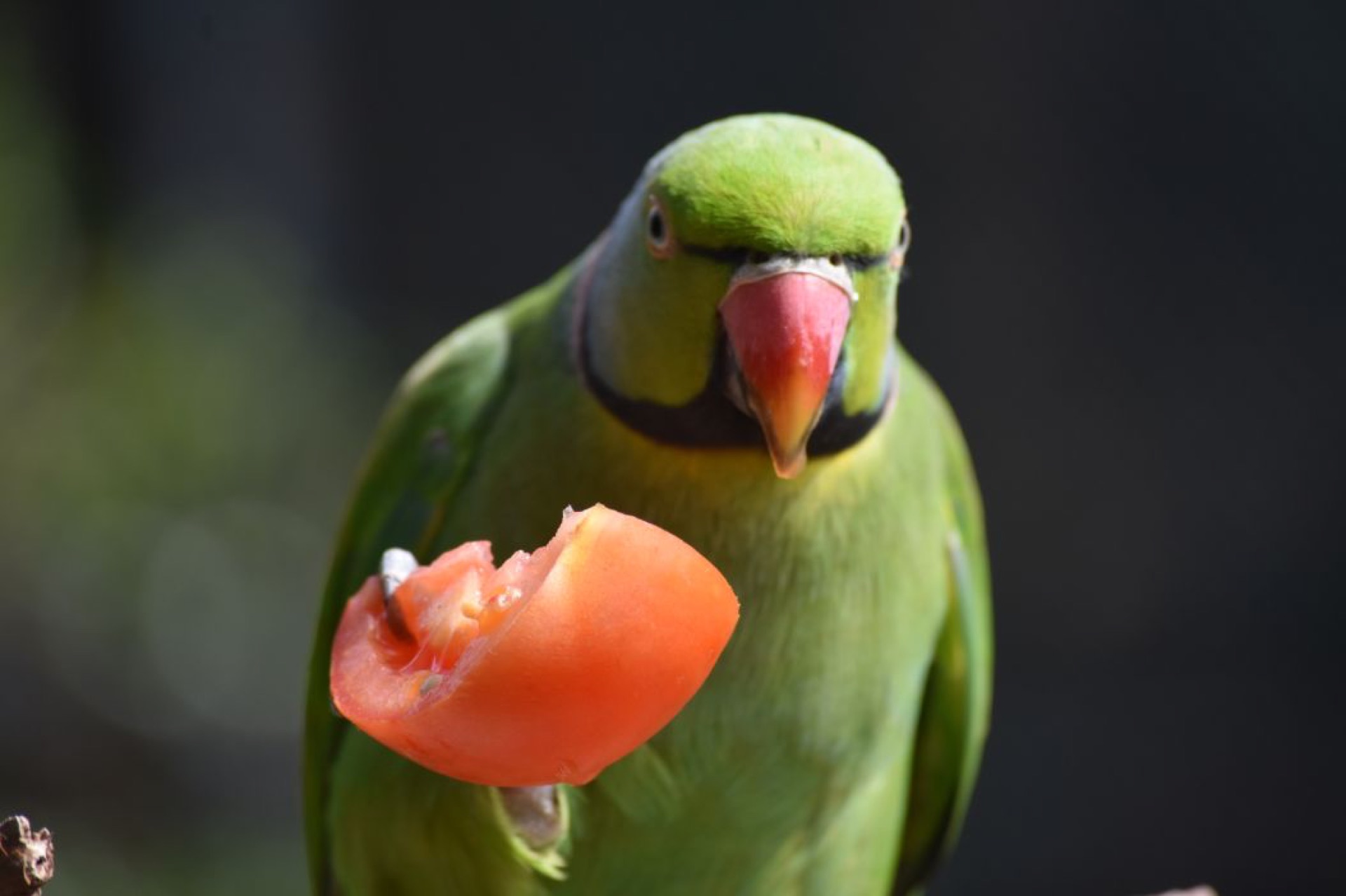 Vets and pet care in Mauritius